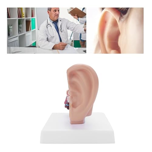 Image of Human Ear Model, 1.5 Times Enlarged PVC Stable Human Ear Anatomy Model Display Outer Middle Inner Ears Advanced Painting Anatomical Ear Model with Base for Teaching