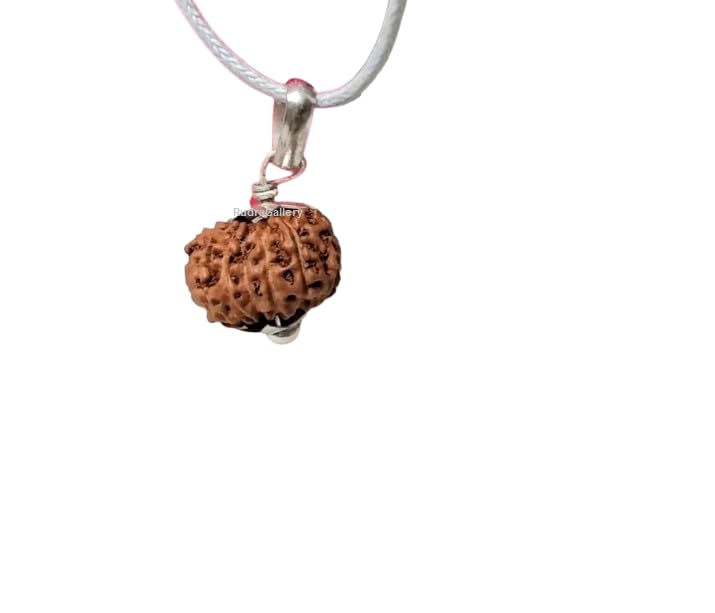 rudragallery 14 Mukhi Rudraksha Original Certified Silver Pendant 14 Mukhi Rudraksha Indonesia 14 Face Rudraksha Indonesian Lord Hanuman Chuda Mukhi Rudraksha 14 मुखी रुद्राक्ष भगवान शिव और बजरंगबली 14 Mukhi Java Rudraksha-picture-39