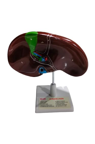 Human Liver On Stand Brand OM Labs-image-32