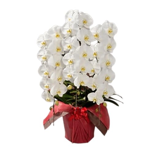 綾羽株式会社 大輪胡蝶蘭 白 3本立ち ハイグレードタイプ 花数36輪以上(つぼみ含む)