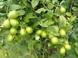 SANJU Sadabahar Kagzi Lemon/baramasi" Grafted hybrid fruit plant - 1 Healthy Live lemon Fruit Plant 1.5-2 Ft Height in Nursery Grow Bag for Home Garden (B0CBXSRX85) Amazon Price History, Amazon Price Tracker