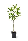 Brighter Blooms - Cara Cara Naval Orange Tree, 2-3 Ft. - Outdoor Succulent Fruit Plant - No Shipping