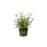 White Yarrow Plants Live for Planting in Small Pot, High Yield Yarrow Herb Plants, Low Maintenance, Fragnant Edible Flowers for Backyard Gardens
