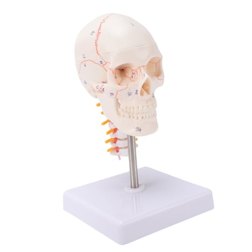 Luocute Human Skull Model, Removable Cranial Cap with Magnets and Pins, Weighted Base and Stainless Steel Support Rod, for Medical Professionals and Educators, 19x11x11cm
