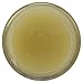 Wise Ways Herbals, Salve All Heal, 2 Ounce