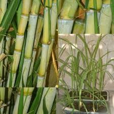 Sugarcane Ganna Eekh Fresh Plant || Sugarcane plant live, live plant for sugarcane (3 Stick) (B0D3MCLQMB) Amazon Price History, Amazon Price Tracker