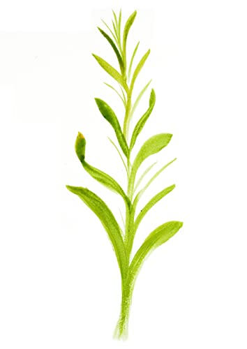 image for Creative Mark FX Special Effects Paint Brush Set Unique Ribbon, Multi-