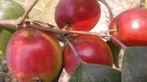 Royal Paradise Garden Rare Red Sundari Apple BER Jujube Fruit Grafted 2 Live Plant (B08MFNLT51) Amazon Price History, Amazon Price Tracker