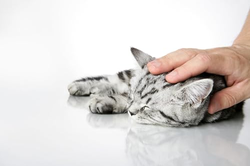 ViPiBaX Giardien Ex Wischkonzentrat 2,5L für Hund, Katze & Co- Geruchsentferner - Effektive Desinfektion gegen Giardien, Viren, Pilze & Bakterien.