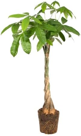 Árbol del Dinero | DECOALIVE | Pachira Aquatica | Planta de Inter...