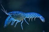 au nain bleu paris nouvelle adresse Écrevisses naines bleues sélectionnées – Cambarellus diminutus issus de notre élevage spécialisé.