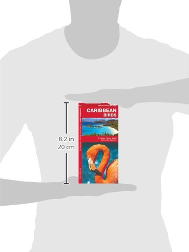 Caribbean Birds: A Folding Pocket Guide to Familiar Species (A Pocket Naturalist Guide) - Image 5