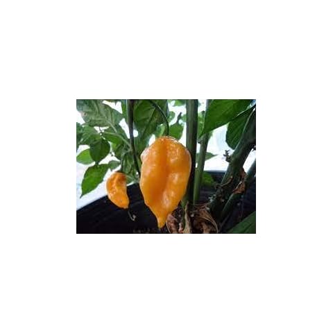 zumari 100pcs Silver Lace Vine Plant Seeds Cover