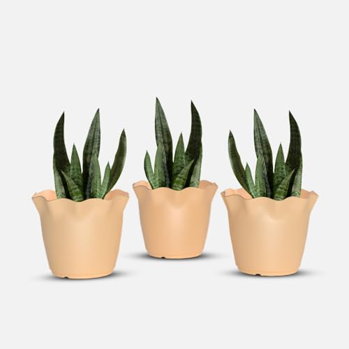 Image of YUCCABE ITALIA SHERA Flower Plastic Flower Pot Unbreakable Round Shape Planter with Drainage Holes Planter Suitable for Home Garden Seedling Indoor and Outdoor (Beige, 8 INCH - 3 Pcs)