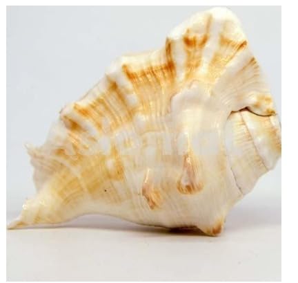 Indian Collectible Lot de 5 shankh soufflant Shankh Pure Natural Shell Grande taille (12,7 cm) | avec son puissant Echo | Shankh à 5 doigts | Panch Mukhi Shankh