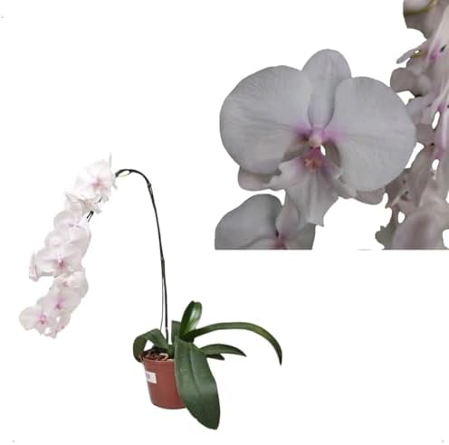 Orquidea Phalaenopsis Trilabelo Big Lip Rosa Planta Exótica Natur...
