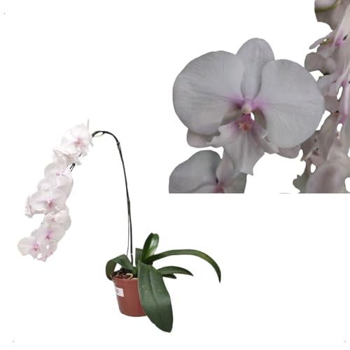 Orquidea Phalaenopsis Trilabelo Big Lip Rosa Planta Exótica Natur...