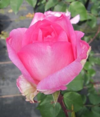 Rosa Beverly ® - Edelrose Beverly ® - Kordes Rose