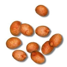 Royal Palm Tree Seeds - 20 Seeds / Pack by Hardy Palm tree Farm - Fresh Crop