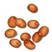 Royal Palm Tree Seeds - 20 Seeds / Pack by Hardy Palm tree Farm - Fresh Crop