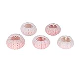 seeigel giftig Ein natürlicher Pflanztopf für Tillandsia und andere Sukkulenten.