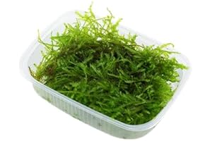 Christmas Moss: A Verdant Carpet for Your Aquarium Oasis