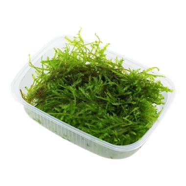 Musgo Christmas (Vesicularia montagnei) para Aquário de Água Doce Shore Aquatic, aproximadamente 112 g