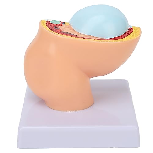 Image of 9 Months Baby Fetus Model, Female Pelvis Model for Pregnancy, Clear Structure, High Simulation for Science