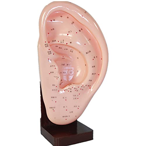 Modèle anatomique humain grandeur nature 2/3 pour repérer l'acupuncture auriculaire