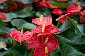 See full amazon price history chart for Anthurium live plant seeds,high germination (10 seeds) Anthurium live plant seeds,high germination (10 seeds) (B0CKF2HFXQ) Amazon Price History, Amazon Price Tracker