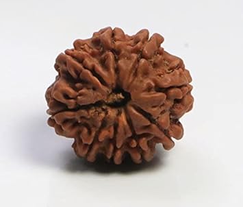 Gemstone Industry Unique Nepali 9 Mukhi Rudraksha Original Certified 9 Face Rudraksha Real Nine Face Rudraksha Blessed by Durga Maa Nav Mukhi Rudraksha No Mukhi for Wear