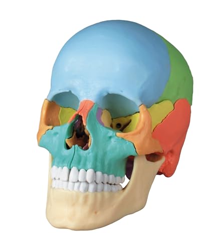 Skulls Unlimited International Replica Didactical Osteopathic Human Skull - 22 Pieces