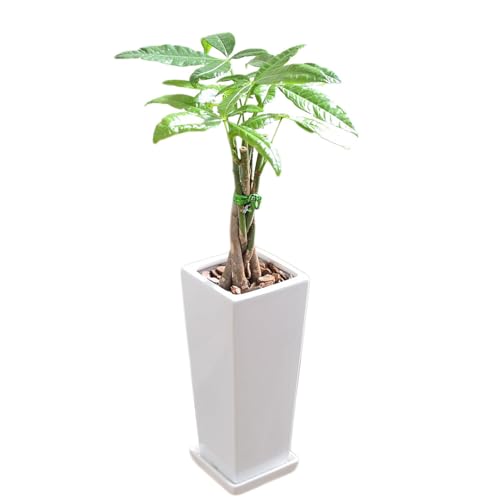 観葉植物 4号 パキラ」の人気商品一覧 | 安い商品を通販サイト