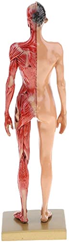 Image of BONEW 30CM Male and Female Resin Human Anatomical Anatomy Skull Head Body Model Muscle Bone Model Medical Lab Reference Model Red (Female)