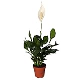 Blume Ideal