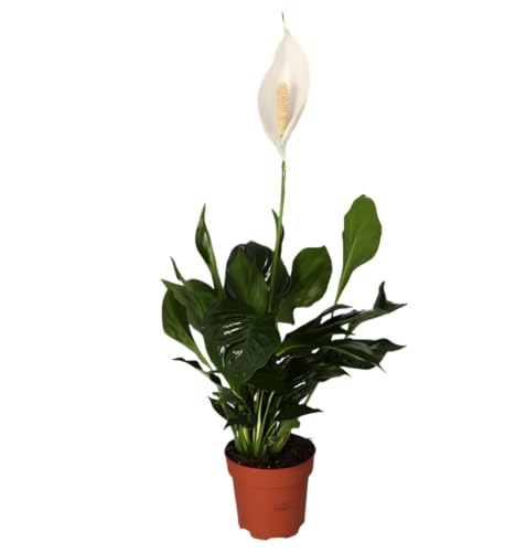 Einblatt, Spathiphyllum, 45-55cm, 12-15cm Topf, Zimmerpflanze für Wohnung und Büro, Qualität vom Pflanzen Profi, Schneller Pflanzenversand, Raumbegrünung