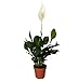 Einblatt, Spathiphyllum, 45-55cm, 12-15cm Topf, Zimmerpflanze für Wohnung und Büro, Qualität vom Pflanzen Profi, Schneller Pflanzenversand, Raumbegrünung