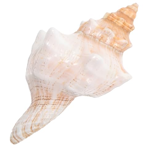 ZUNOXAZ Riesige Natürliche Muschel Deko 16 18cm Gestreifte Schnecke als Vasenfüller Aquarium Dekoration und Strandparty Accessoire