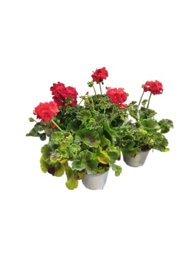 Geranio Rojo Pack 4 Plantas Naturales con Flores de Color Rojo