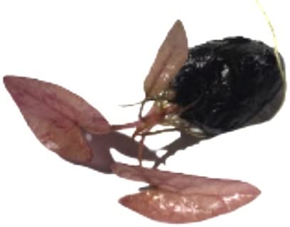 image for Marcus Fish Tanks - Tiger Lotus Lily Nymphaea Lotus - Live Aquarium Pl