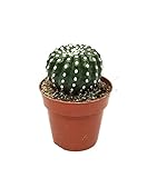 PCMOVILES Cactus Suculenta notocactus uebelmannianus brevispinus en maceta de 8.5cm (planta viva)