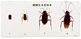 Las muestras integradas en el producto son muestras de errores naturales y realistas, vívidas e intuitivas. Y use una fórmula de proceso única, combinada con tecnología avanzada de bioconservación y solidificación para incrustar la muestra dentro