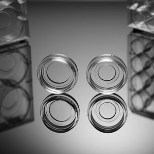 24 Well Glass Bottom Cell Culture Dish, D10mm, TC Treatment, sterile, 10/cs