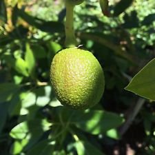 2 HASS Avocado Seeds, Farm Fresh, Ready to Grow | Grown in USA |