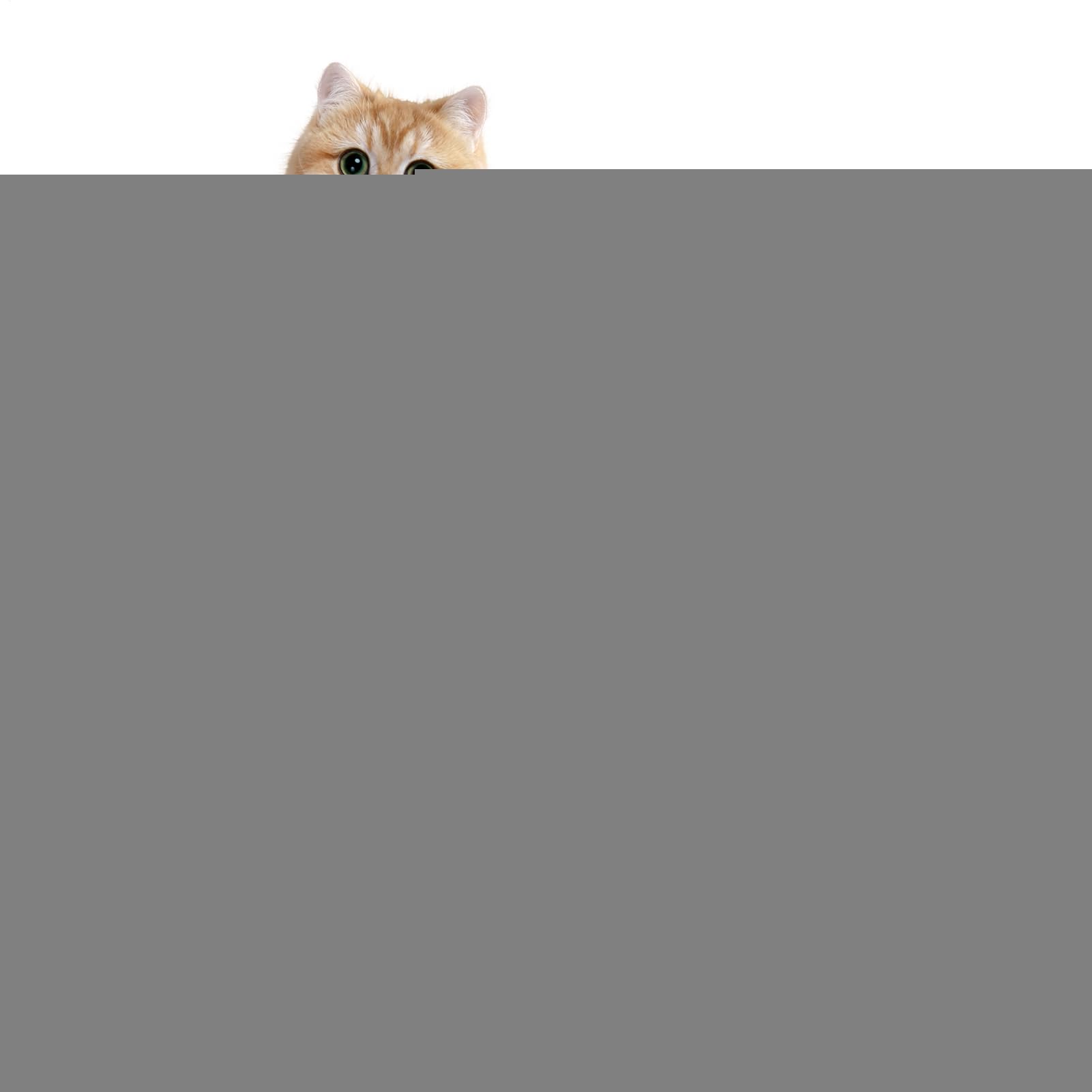 Edelstahl Katzenklo Auslaufsicher in den Größen Klein und Groß Leicht zu
