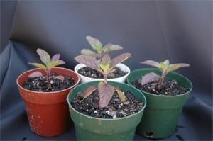 Krishna Tulsi (Red Holy Basil) Seed pkt