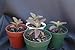 Krishna Tulsi (Red Holy Basil) seed pkt. by Ocimum sanctum red