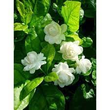 Hari Giver Garden™ Jasmine Flower Plant Rare Arabian Mogra Fragrant Healthy Live Perfume Making All Season Plant Garden Plant(1 Healthy Live Plant) (B0BT56415S) Amazon Price History, Amazon Price Tracker