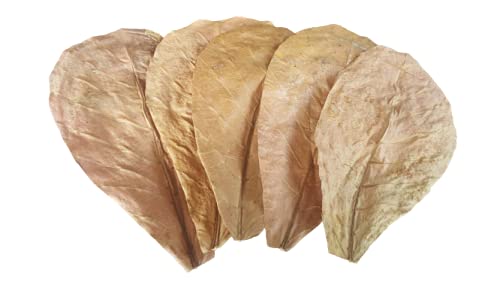 MAGI Indian 25 Natural Dried Almond Leaves, A+ Catappa, Ketapang for Betta Shrimp Discus Tetra Crab for Aquarium and Medicinal use (B09BFKNCV9) Amazon Price History, Amazon Price Tracker
