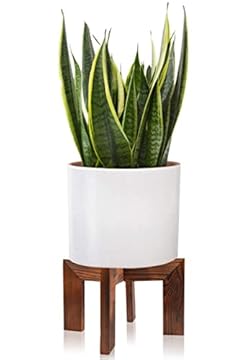 The Secret to Choosing the Best Indoor Plant Stand for One Plant 1 indoor plant stand for one plant